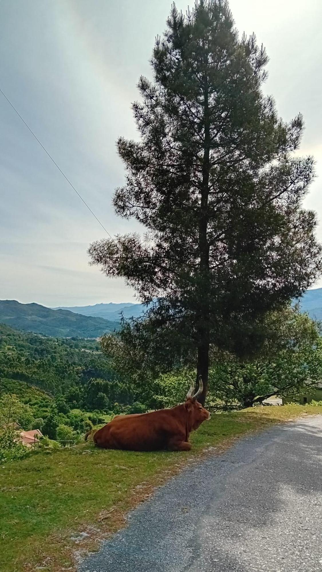 Chalet Do Soajo 阿尔库什迪瓦尔德维什 外观 照片